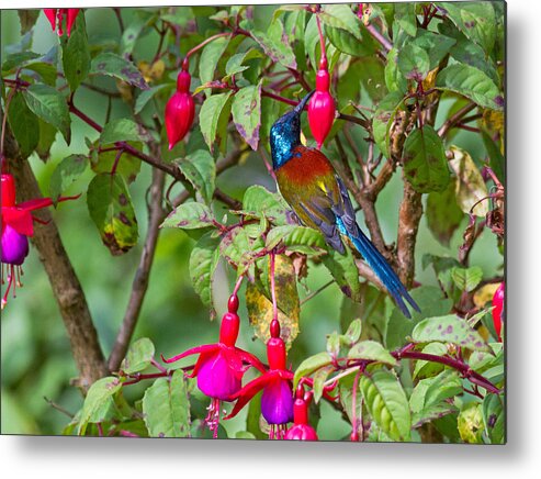 Aethopyga Metal Print featuring the photograph Green-tailed Sunbird A. Nipalensis by Bob Kennett