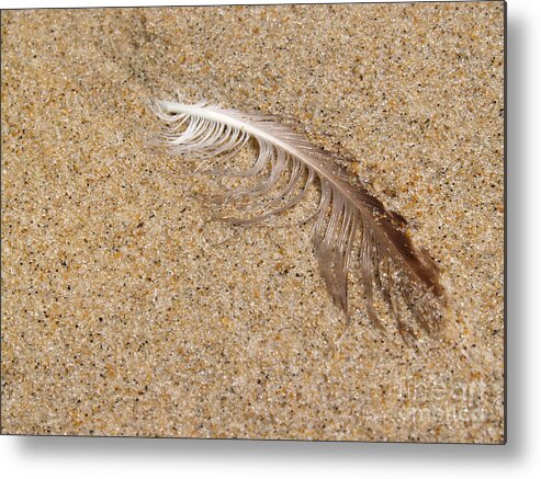 Beach Metal Print featuring the photograph Gull Feather in Sand - New Jersey by Anna Lisa Yoder