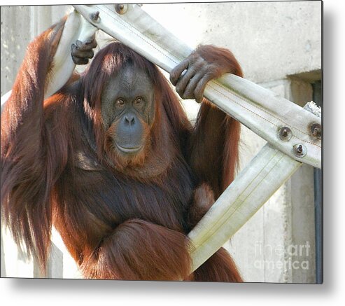 Hanging Out - Melati The Orangutan Metal Print featuring the photograph Hanging Out - Melati the Orangutan by Emmy Vickers