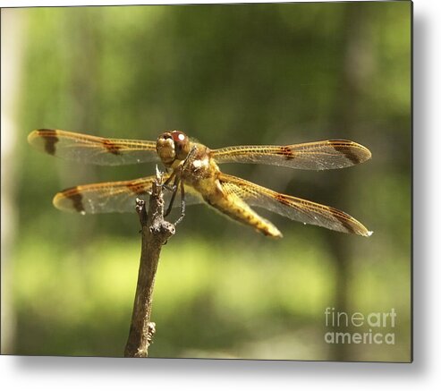 Happy Metal Print featuring the photograph Happy Dragonfly by Patrick Fennell