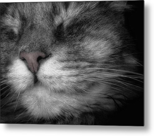 Cat Metal Print featuring the photograph Happy Face by Louise Kumpf