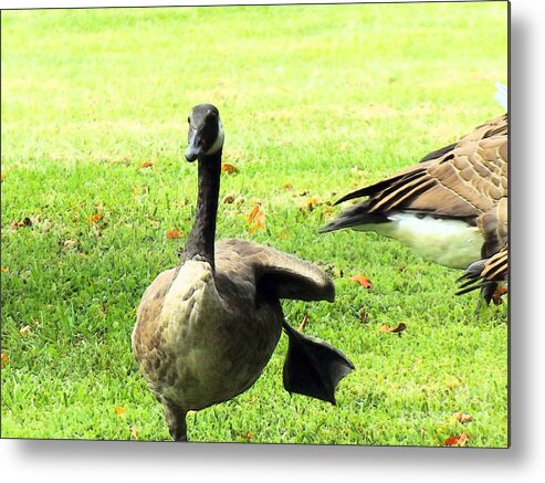 Happy Metal Print featuring the photograph Happy Feet Dance by Robyn King