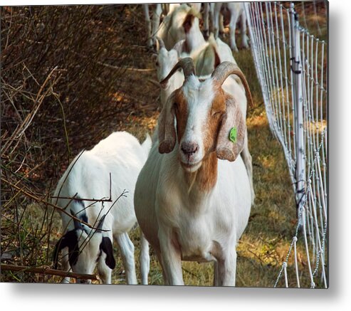 Goat Metal Print featuring the photograph Happy Goat by Cathy Anderson
