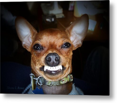 Chihuahua Metal Print featuring the photograph Happy Max by Shana Rowe Jackson