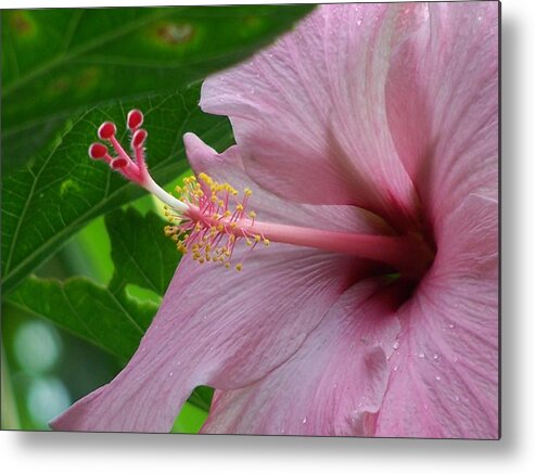 Hibiscus Metal Print featuring the photograph Hawaiian Hibiscus by Jewels Hamrick