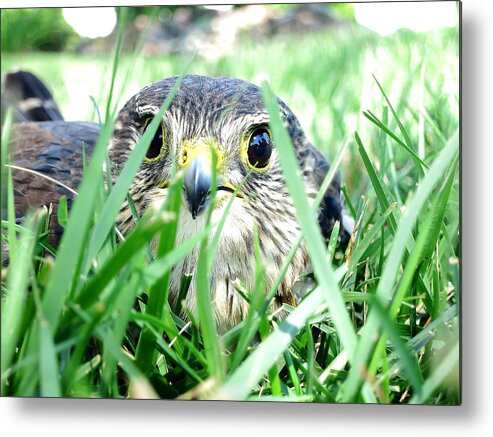 Hawk Metal Print featuring the photograph Hawkeye by Paul Foutz