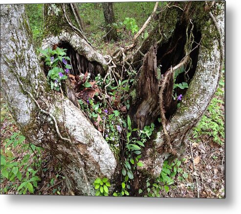 Trees Metal Print featuring the photograph Heart-shaped Tree by Jan Dappen