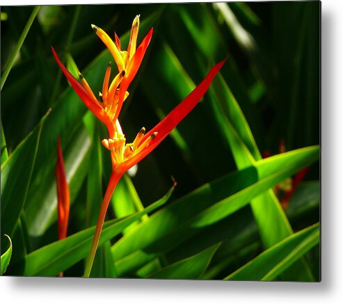 Plant Metal Print featuring the photograph Heliconia by Evelyn Tambour