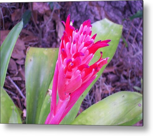 Red Bromeliad Just Starting To Bloom. Metal Print featuring the photograph Hello World by Belinda Lee