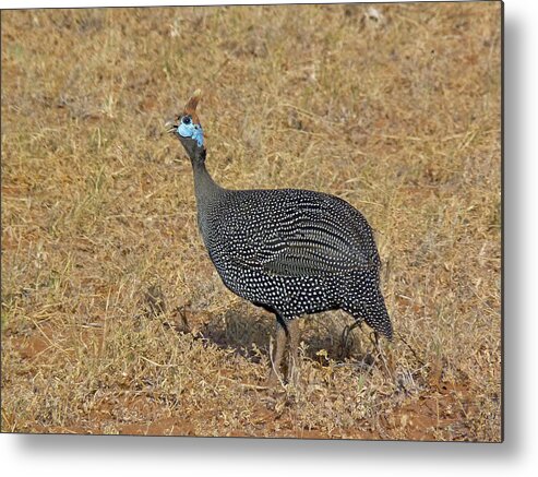 Helmeted Guinea Fowl Metal Print featuring the photograph Helmeted guinea fowl by Tony Murtagh