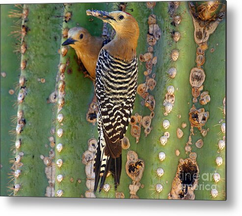 Cactus Metal Print featuring the photograph Here's lunch by Bob Hislop