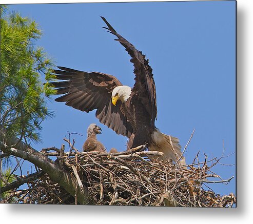 Bald Eagle Metal Print featuring the photograph Hi Mom by Dale J Martin