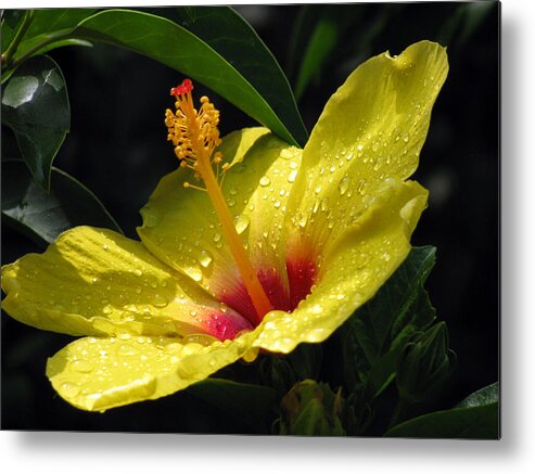 Hibiscus Metal Print featuring the photograph Hibiscus - After The Rain - 04 by Pamela Critchlow
