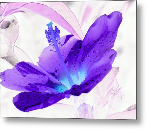Hibiscus Metal Print featuring the photograph Hibiscus - After The Rain - PhotoPower 754 by Pamela Critchlow