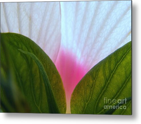 Hibiscus Metal Print featuring the photograph Hibiscus Landscape 1 by Judy Via-Wolff
