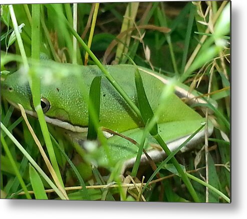 Nature Metal Print featuring the photograph Hidden Frog by Fortunate Findings Shirley Dickerson