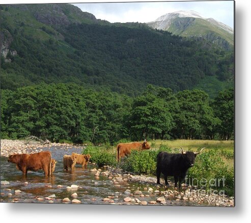 Highland Cattle Metal Print featuring the photograph Highland Cattle - Glen Nevis by Phil Banks