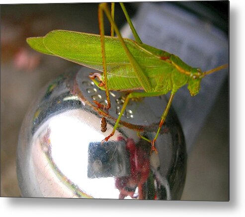 Katydid Metal Print featuring the photograph Hitchhiker by Randy Rosenberger