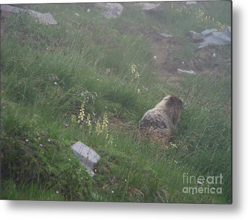 Marmot Metal Print featuring the photograph Hoary Marmot by Charles Robinson