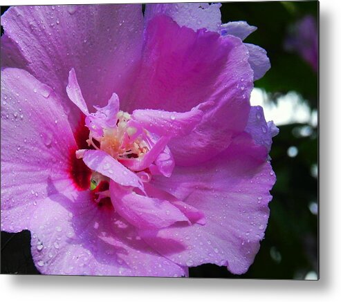 Flowers Metal Print featuring the photograph Hollyhock by Patricia Greer