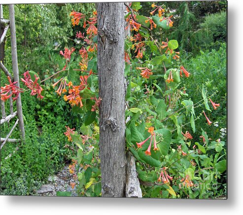 Forest Metal Print featuring the photograph Honeysuckle's friend by Brenda Brown