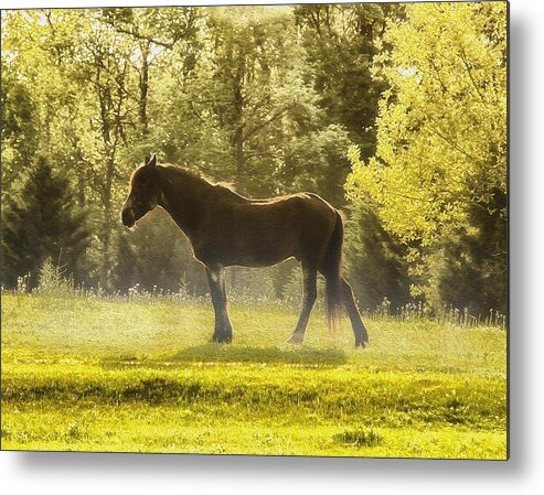 Horse Metal Print featuring the photograph Horse at Dawn by Joe Myeress