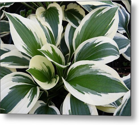 Macro Metal Print featuring the photograph Hosta by Pete Trenholm