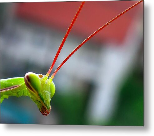 Macro Mantis Insects Bugs Printed Canvas Metal Print featuring the photograph How are you? by Daliana Pacuraru