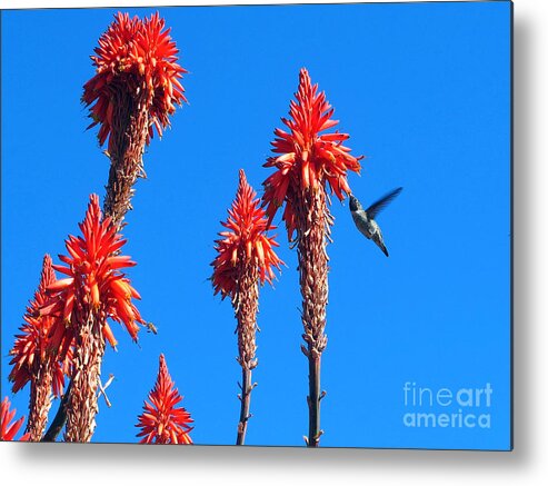 Anna's Hummingbird Metal Print featuring the photograph Hummingbird by Kelly Holm