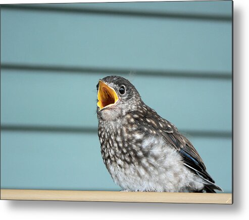 Hungry Baby Bluebird Metal Print featuring the photograph Hungry Baby Bluebird by Kathy K McClellan