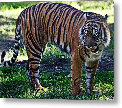 #taronga Western Plains Zoo Metal Print featuring the photograph Hungry tiger by Miroslava Jurcik