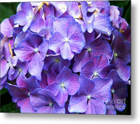 Flower Metal Print featuring the photograph Hydrangeas by Andrea Anderegg