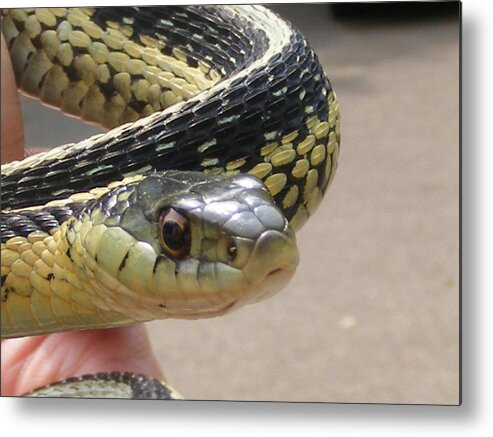 Snake Metal Print featuring the photograph I Am Watching You by Michelle Hoffmann