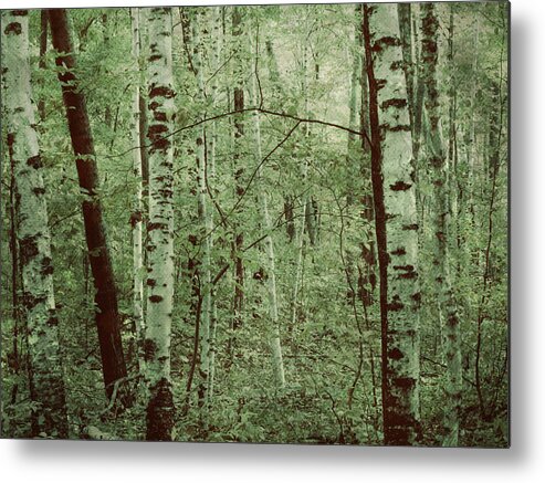 Soft Forest Metal Print featuring the photograph Dreams of a Forest by Mary Wolf