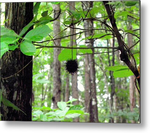 Forest Metal Print featuring the photograph I Hang Alone by Kim Galluzzo