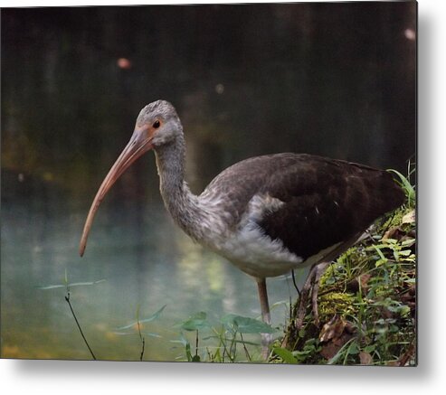 Ibis Metal Print featuring the photograph Ibis Cute Face by Julie Pappas