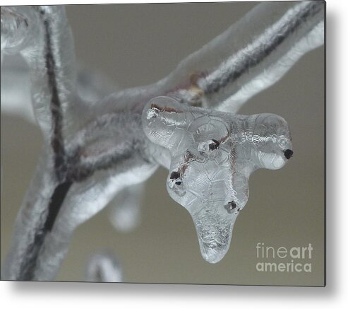 Ice Metal Print featuring the photograph Ice Creature by Jane Ford