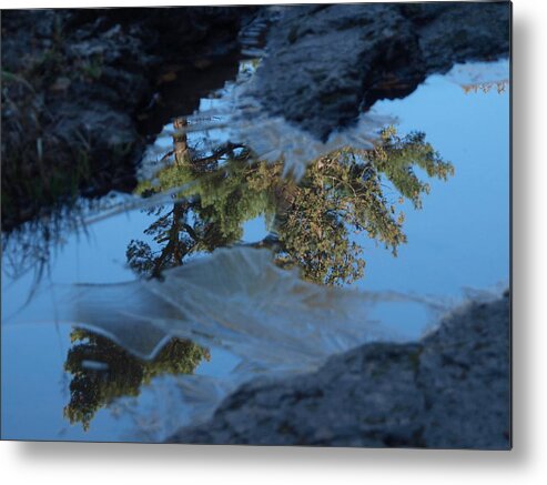 Jim Metal Print featuring the photograph Icy Evergreen Reflection by James Peterson