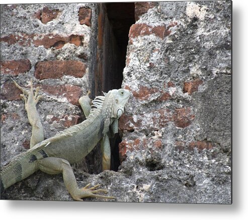 Fort Metal Print featuring the photograph Iguana by David S Reynolds