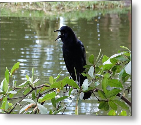 Boat-tailed Grackle Metal Print featuring the photograph I'm Here by Ines Ganteaume