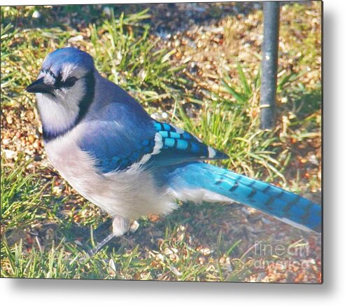 Blue Jay Metal Print featuring the photograph I'm So Blue by Judy Via-Wolff