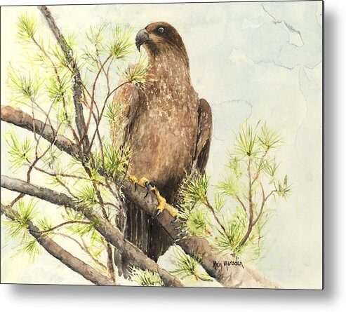 Eagle Metal Print featuring the painting Immature Eagle by Ken Marsden