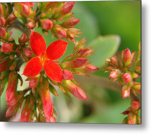 Red Metal Print featuring the photograph In Grandma's Garden II by Stacy Michelle Smith