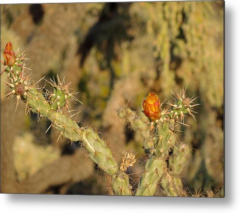 Cactus Metal Print featuring the photograph In Living Color by Lynda Lehmann