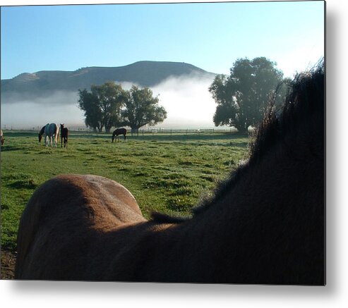 Horse Metal Print featuring the photograph In the Pasture by M Kathleen Warren