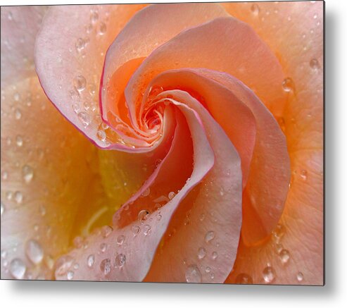 Rose Metal Print featuring the photograph Innocent Beauty by Juergen Roth