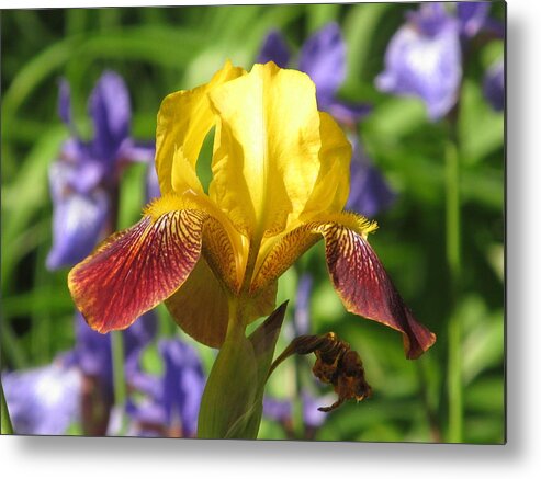 Iris Metal Print featuring the photograph Iris In The Morning by Alfred Ng