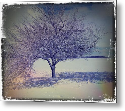 Winter Metal Print featuring the photograph It Might be an Apple Tree by Scott Kingery