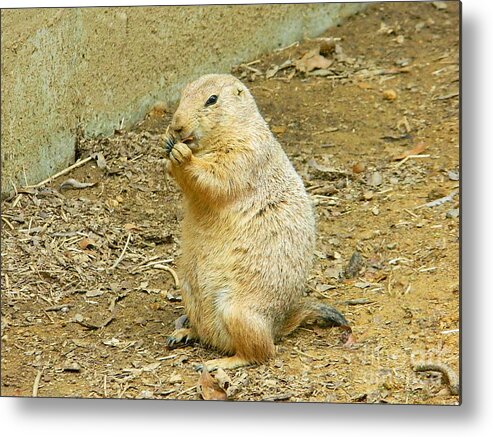 It's Chow Time Metal Print featuring the photograph It's Chow Time by Emmy Vickers