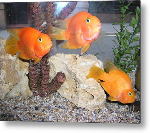 Goldfish Metal Print featuring the photograph It's Not Polite To Stare by Bev Conover